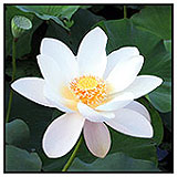 Sacred Lotus Desktop Wallpaper